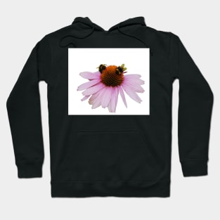 Echinacea Purpurea on White Background Hoodie